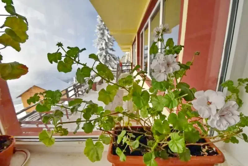 Páring-hegység, Petrozsény Szállás | Villa (K0683-48) A kép szerzői jogvédelem alatt állhat. Javasolt a kapcsolatfelvétel a jog tulajdonossal. Páring-hegység, Petrozsény Szállás | Villa (K0683-48) A kép szerzői jogvédelem alatt állhat. Javasolt a kapcsolatfelvétel a jog tulajdonossal.