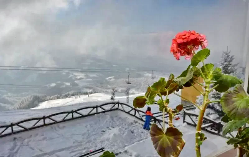 Páring-hegység, Petrozsény Szállás | Villa (K0683-52) A kép szerzői jogvédelem alatt állhat. Javasolt a kapcsolatfelvétel a jog tulajdonossal. Páring-hegység, Petrozsény Szállás | Villa (K0683-52) A kép szerzői jogvédelem alatt állhat. Javasolt a kapcsolatfelvétel a jog tulajdonossal.