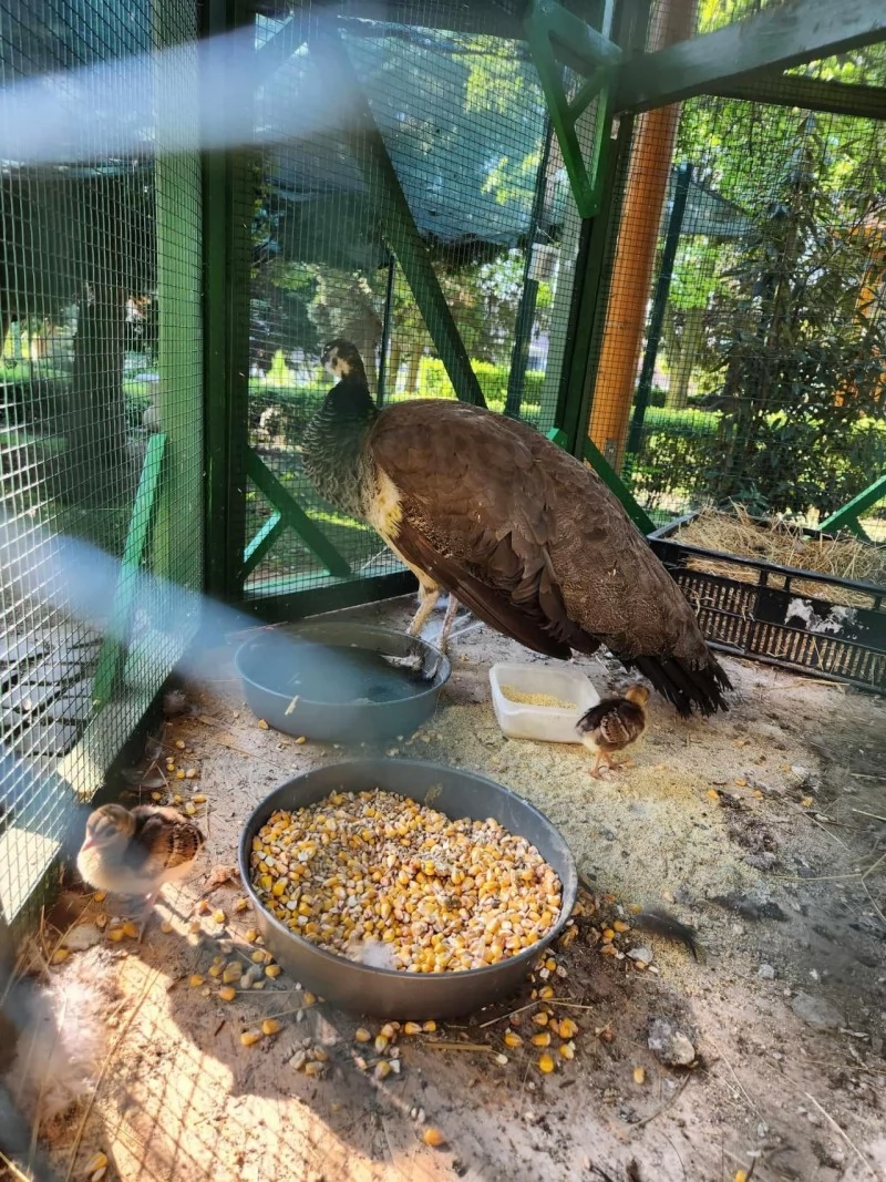 Sepsiszentgyörgy Szállás | Turisztikai panzió (K0066-82) A kép szerzői jogvédelem alatt állhat. Javasolt a kapcsolatfelvétel a jog tulajdonossal.