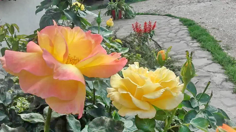 Cernat Cazare | Hotel**** (K0615-19) Imaginea poate fi supusă drepturilor de autor. Se recomandă contactarea titularului drepturilor.