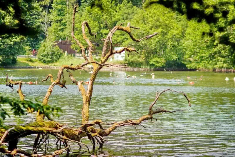 Sovata Cazare | Camping / Popas turistic (K0149-43) Imaginea poate fi supusă drepturilor de autor. Se recomandă contactarea titularului drepturilor.