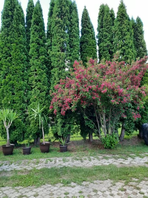 Sovata Cazare | Camping / Popas turistic (K0315-33) Imaginea poate fi supusă drepturilor de autor. Se recomandă contactarea titularului drepturilor.