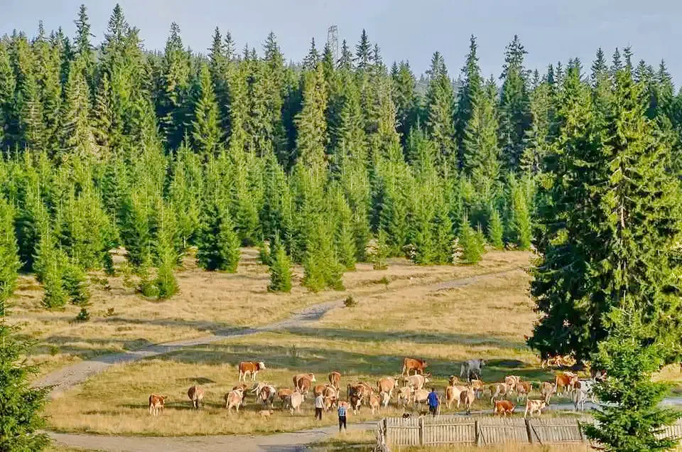 Bucsin-tető Szállás | Motel (K0137-43) A kép szerzői jogvédelem alatt állhat. Javasolt a kapcsolatfelvétel a jog tulajdonossal.