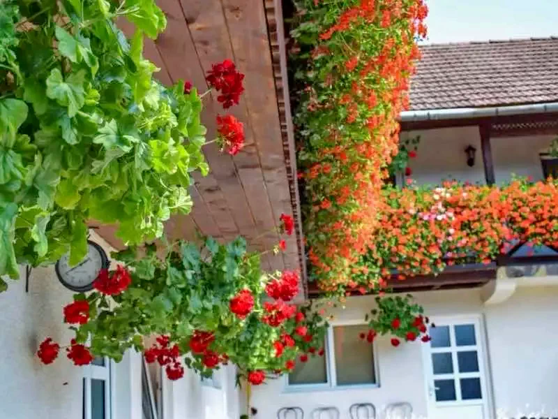 Korond Szállás | Motel (K0332-18) A kép szerzői jogvédelem alatt állhat. Javasolt a kapcsolatfelvétel a jog tulajdonossal.