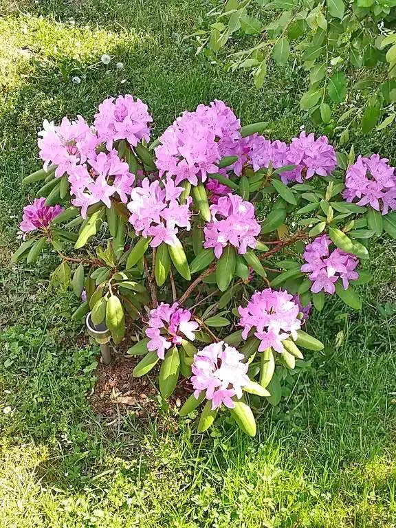 Corund Cazare | Pensiune (K0335-34) Imaginea poate fi supusă drepturilor de autor. Se recomandă contactarea titularului drepturilor. Corund Cazare | Pensiune (K0335-34) Imaginea poate fi supusă drepturilor de autor. Se recomandă contactarea titularului drepturilor.