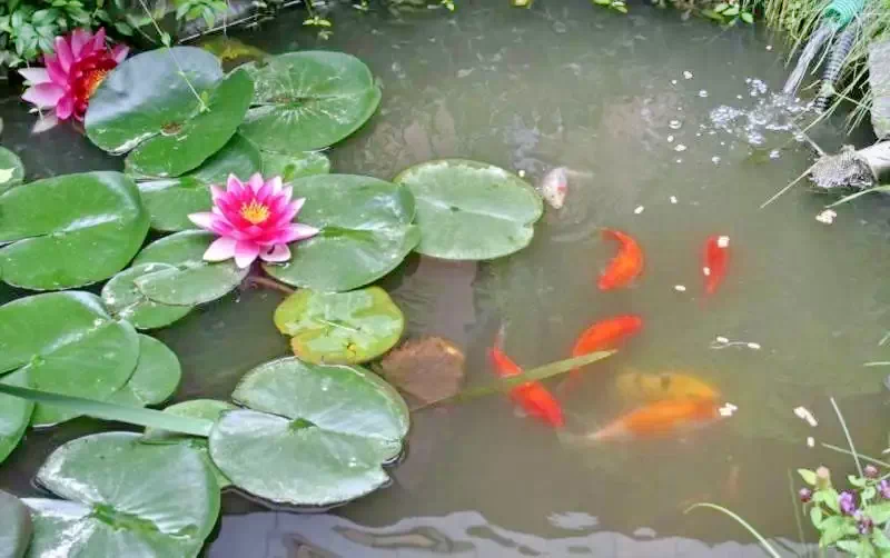 Corund Cazare | Pensiune (K0353-42) Imaginea poate fi supusă drepturilor de autor. Se recomandă contactarea titularului drepturilor.