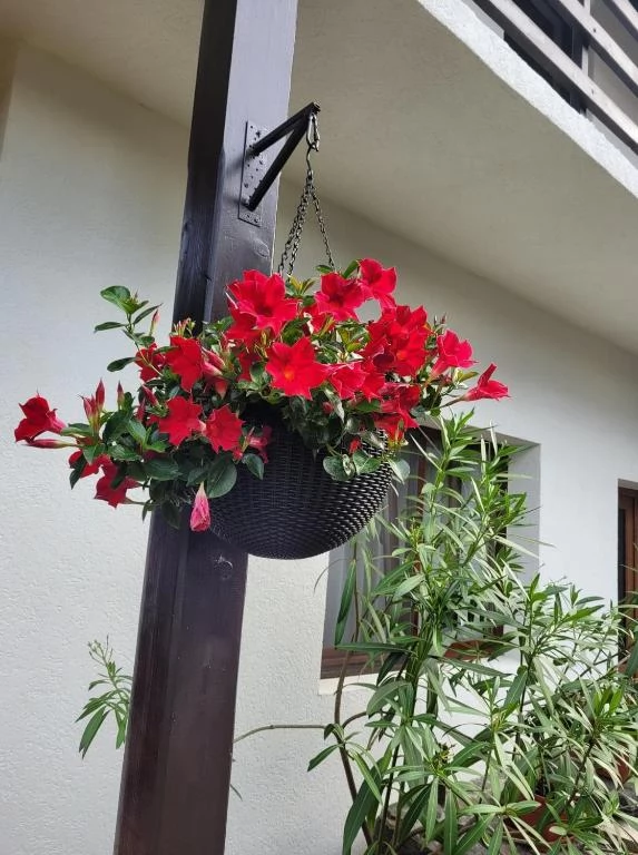 Cârțișoara Cazare | Motel (K1487-41) Imaginea poate fi supusă drepturilor de autor. Se recomandă contactarea titularului drepturilor.