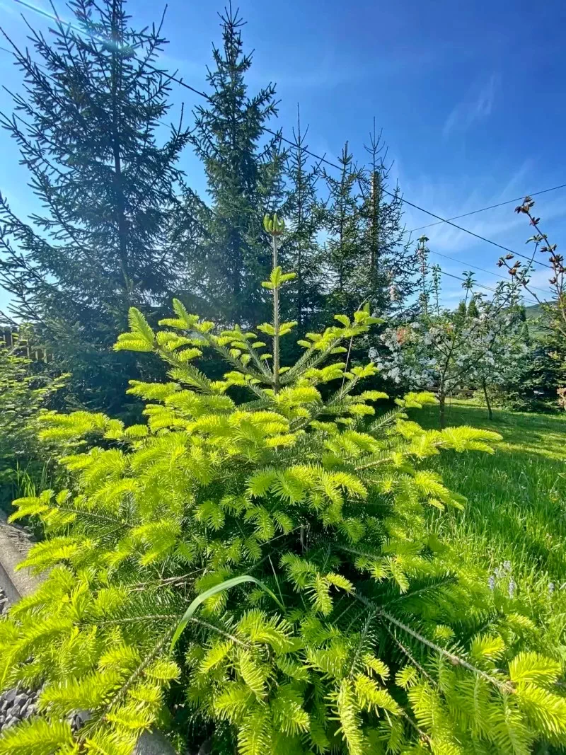 Szállás Corund - Cabana Szőlőmáli** | Korond - Szőlőmáli Kulcsosház**. A kép szerzői jogvédelem alatt állhat. Javasolt a kapcsolatfelvétel a jog tulajdonossal.