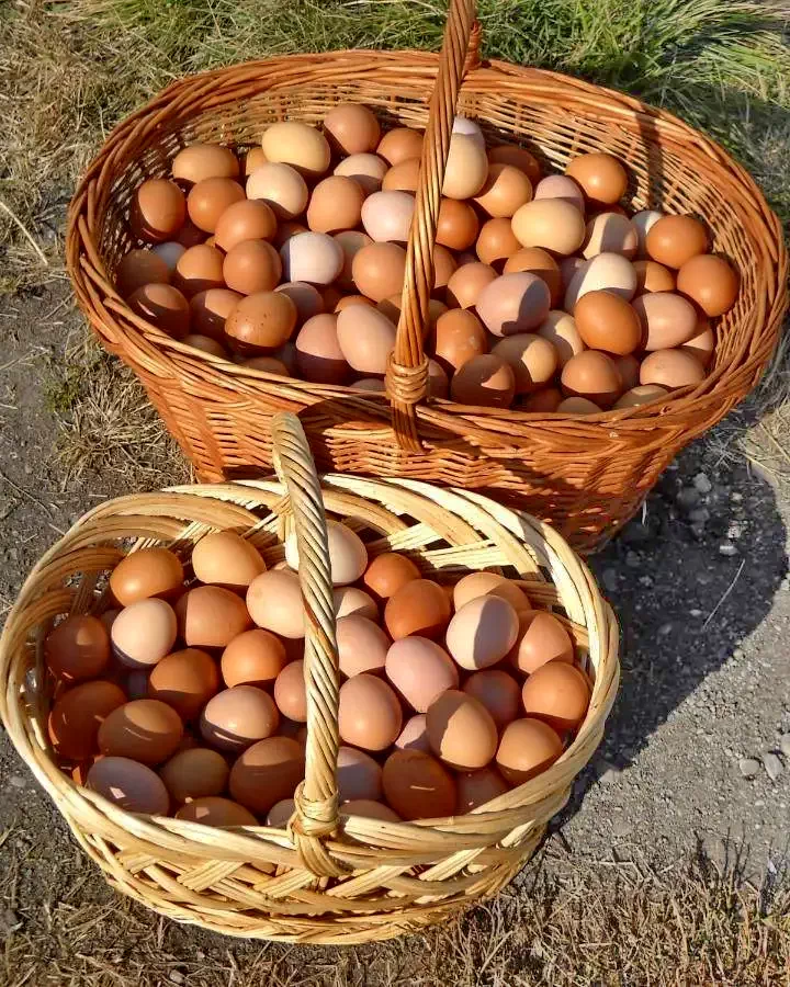 Racu Cazare | Căsuțe tip camping (K0083-42) Imaginea poate fi supusă drepturilor de autor. Se recomandă contactarea titularului drepturilor.