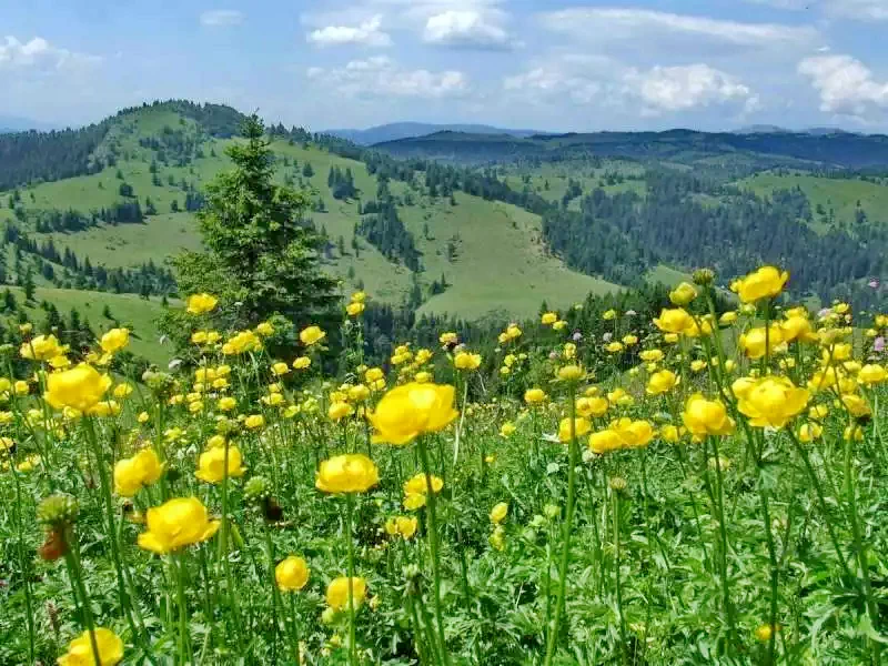 Racu Cazare | Căsuțe tip camping (K0083-68) Imaginea poate fi supusă drepturilor de autor. Se recomandă contactarea titularului drepturilor.