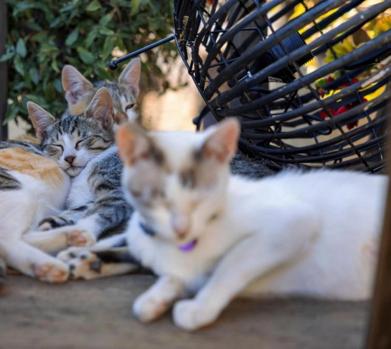 Segesvár Szállás | Motel (K1525-29) A kép szerzői jogvédelem alatt állhat. Javasolt a kapcsolatfelvétel a jog tulajdonossal.