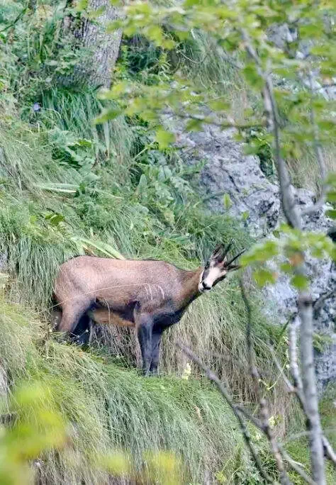 Smida Cazare | Motel (K1245-55) Imaginea poate fi supusă drepturilor de autor. Se recomandă contactarea titularului drepturilor.