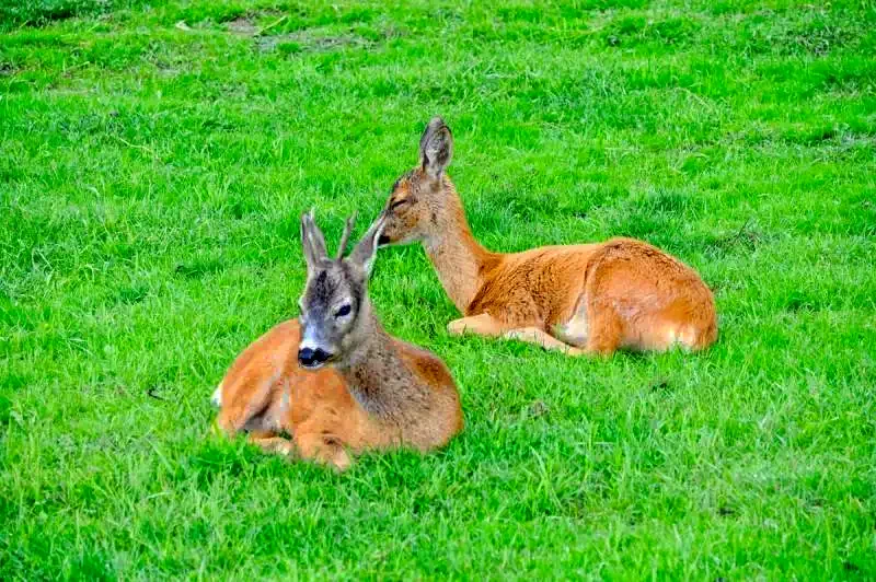 Marosvásárhely Szállás | Vendégház (K1348-62) A kép szerzői jogvédelem alatt állhat. Javasolt a kapcsolatfelvétel a jog tulajdonossal.