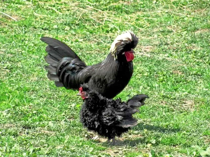 Târgu Mureș Cazare | Hotel**** (K1348-63) Imaginea poate fi supusă drepturilor de autor. Se recomandă contactarea titularului drepturilor.