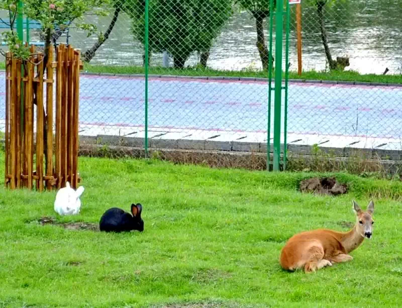 Marosvásárhely Szállás | Vendégház (K1348-64) A kép szerzői jogvédelem alatt állhat. Javasolt a kapcsolatfelvétel a jog tulajdonossal.