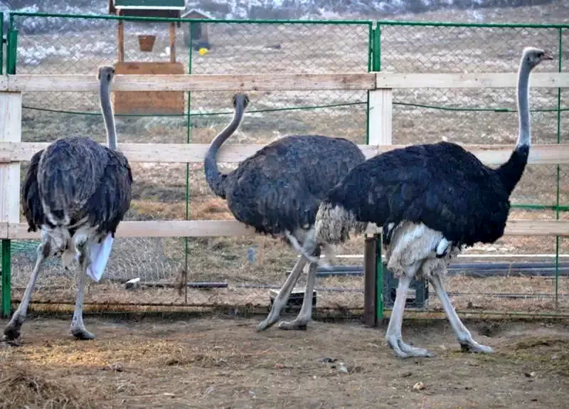 Târgu Mureș Cazare | Casă de oaspeți (K1348-65) Imaginea poate fi supusă drepturilor de autor. Se recomandă contactarea titularului drepturilor.
