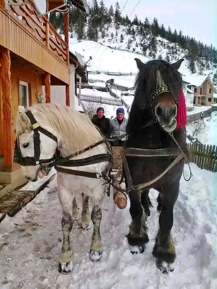 Marosfő Szállás | Motel (K0457-17) A kép szerzői jogvédelem alatt állhat. Javasolt a kapcsolatfelvétel a jog tulajdonossal.