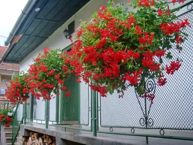 Rimetea Cazare | Pensiune (K0212-11) Imaginea poate fi supusă drepturilor de autor. Se recomandă contactarea titularului drepturilor.