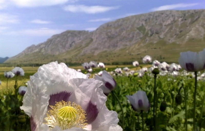 Rimetea Cazare | Motel (K0450-67) Imaginea poate fi supusă drepturilor de autor. Se recomandă contactarea titularului drepturilor.