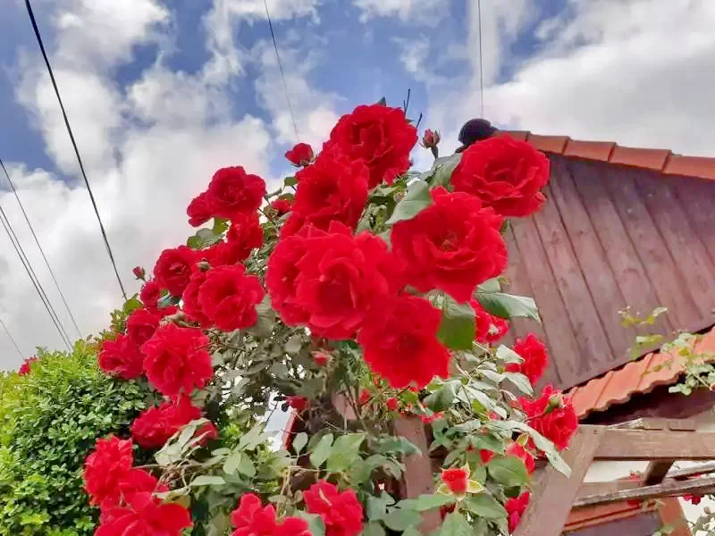 Torockó Szállás | Vendégház (K0552-13) A kép szerzői jogvédelem alatt állhat. Javasolt a kapcsolatfelvétel a jog tulajdonossal.