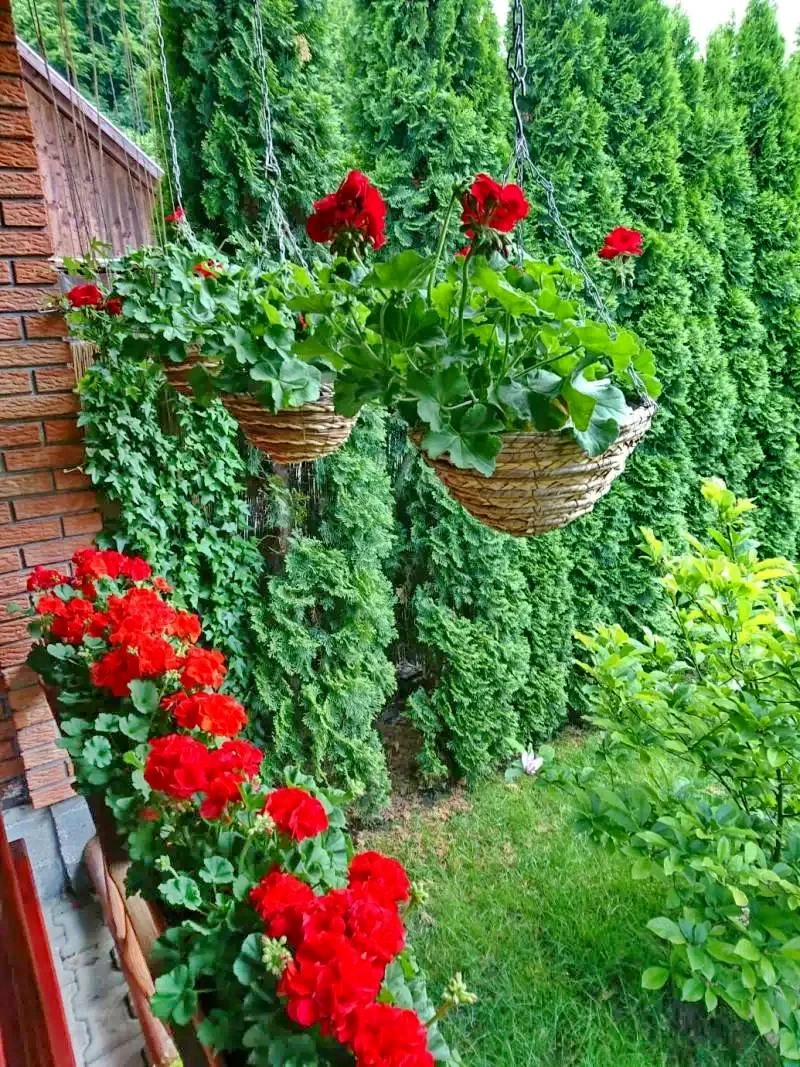 Praid Cazare | Pensiune (K0397-44) Imaginea poate fi supusă drepturilor de autor. Se recomandă contactarea titularului drepturilor.