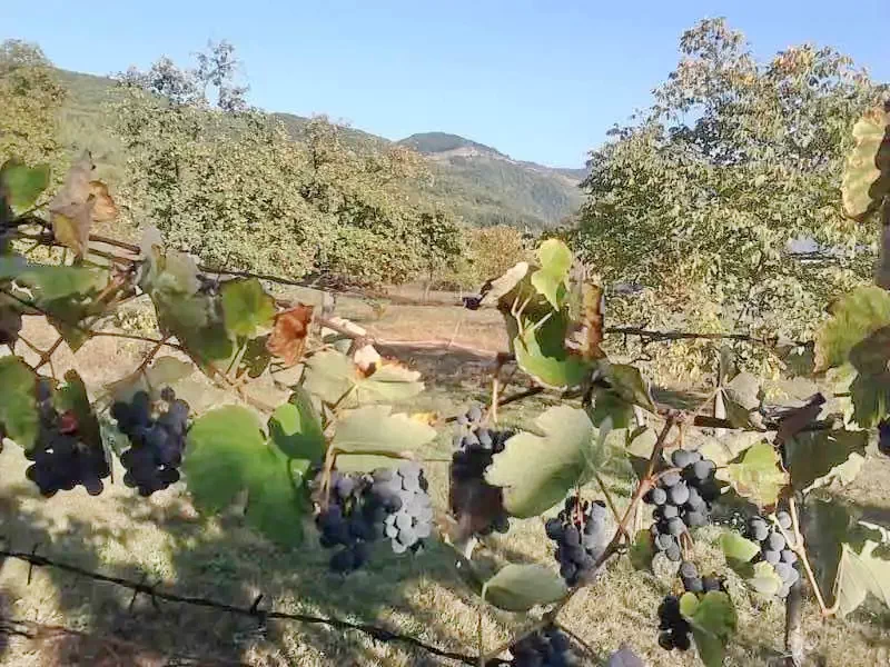 Kiskoh Szállás | Üdülőfalu (K0463-17) A kép szerzői jogvédelem alatt állhat. Javasolt a kapcsolatfelvétel a jog tulajdonossal.