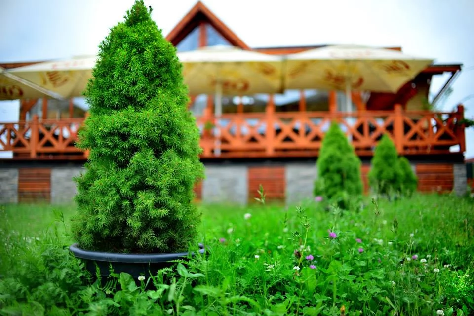 Cazare Miercurea Ciuc, Șumuleu Ciuc - Hotel Park*** | Csíkszereda, Csíksomlyó - Park Hotel***. Imaginea poate fi supusă drepturilor de autor. Se recomandă contactarea titularului drepturilor.