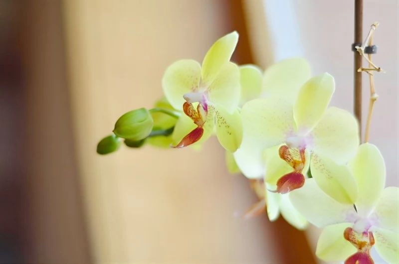 Odorheiu Secuiesc Cazare | Casă de oaspeți (K0756-33) Imaginea poate fi supusă drepturilor de autor. Se recomandă contactarea titularului drepturilor.