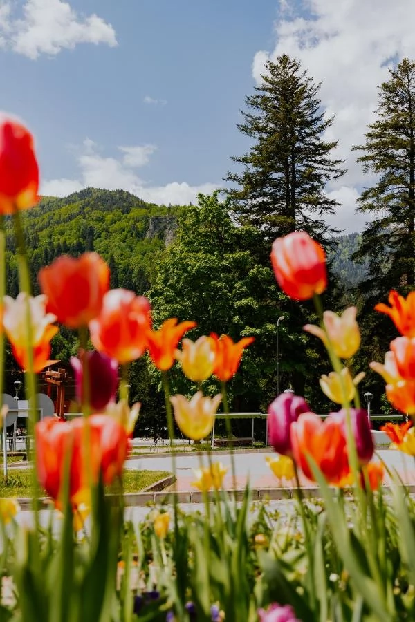 Tusnádfürdő Szállás | Turisztikai panzió (K1498-16) A kép szerzői jogvédelem alatt állhat. Javasolt a kapcsolatfelvétel a jog tulajdonossal.