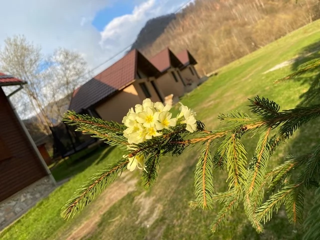 Valea Boga Cazare | Sat de vacanță (K1455-15) Imaginea poate fi supusă drepturilor de autor. Se recomandă contactarea titularului drepturilor.