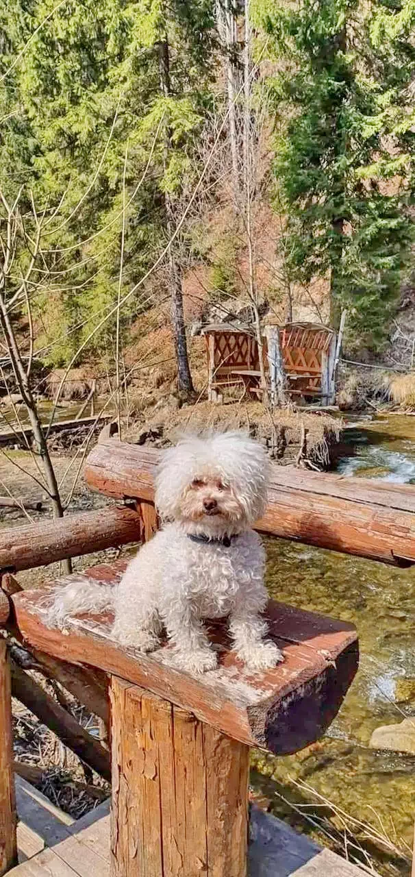 Comandău Cazare | Pensiune (K1223-9) Imaginea poate fi supusă drepturilor de autor. Se recomandă contactarea titularului drepturilor.