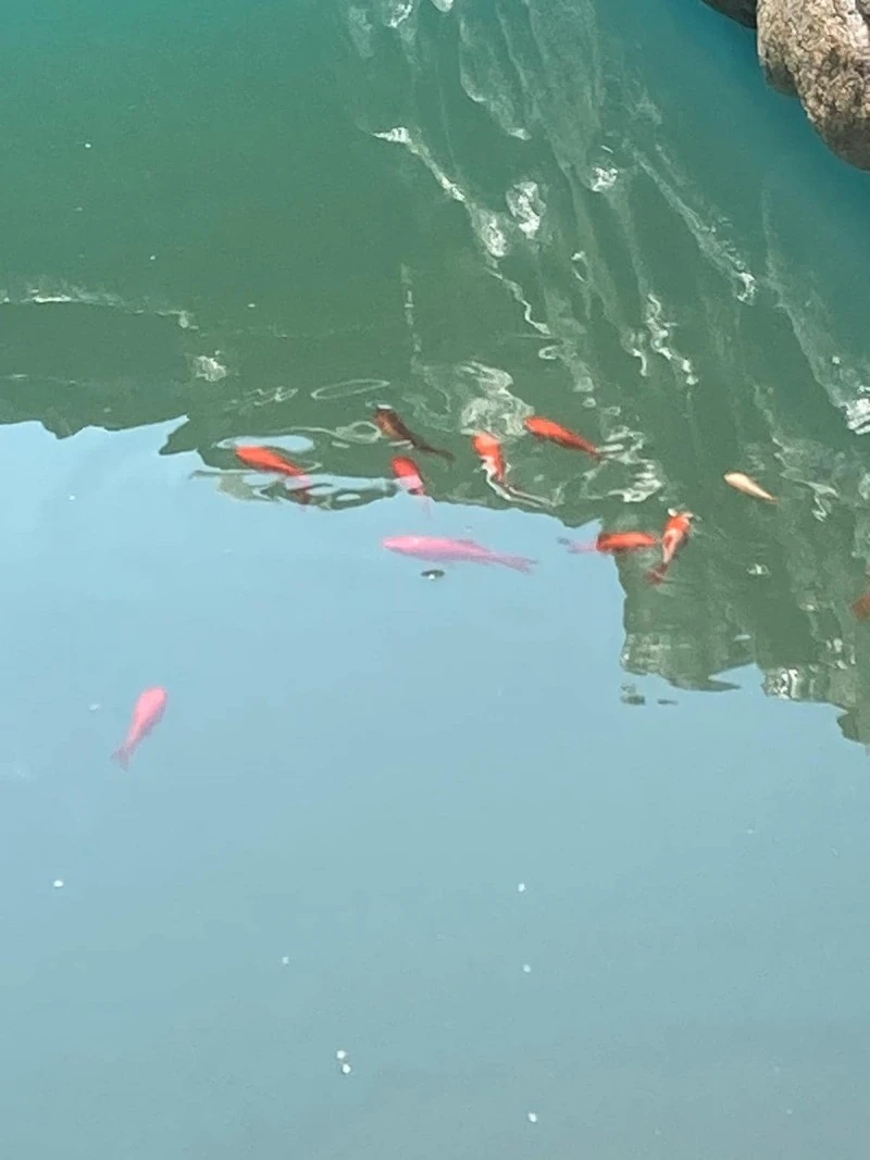 Nagyszeben Szállás | Panzió (K1595-35) A kép szerzői jogvédelem alatt állhat. Javasolt a kapcsolatfelvétel a jog tulajdonossal.