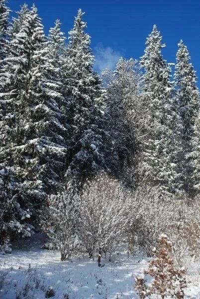 Băile Homorod Cazare | Cabană (K1598-20) Imaginea poate fi supusă drepturilor de autor. Se recomandă contactarea titularului drepturilor.