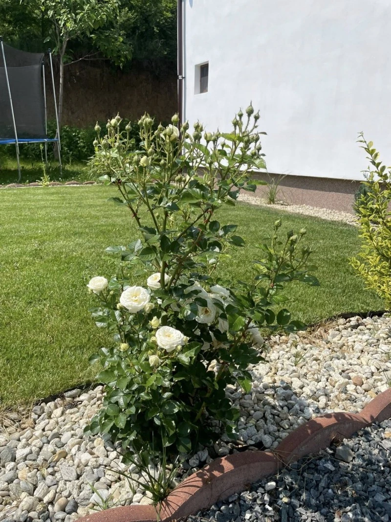 Nagyszeben Szállás | Panzió (K1600-41) A kép szerzői jogvédelem alatt állhat. Javasolt a kapcsolatfelvétel a jog tulajdonossal. Nagyszeben Szállás | Panzió (K1600-41) A kép szerzői jogvédelem alatt állhat. Javasolt a kapcsolatfelvétel a jog tulajdonossal.