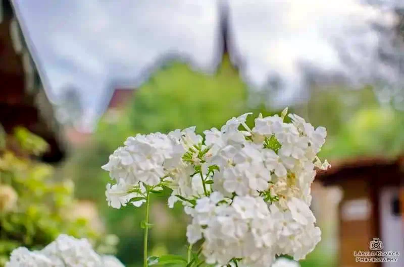 Izvoru Crișului Cazare | Casă de oaspeți (K0988-13) Imaginea poate fi supusă drepturilor de autor. Se recomandă contactarea titularului drepturilor. Izvoru Crișului Cazare | Casă de oaspeți (K0988-13) Imaginea poate fi supusă drepturilor de autor. Se recomandă contactarea titularului drepturilor.