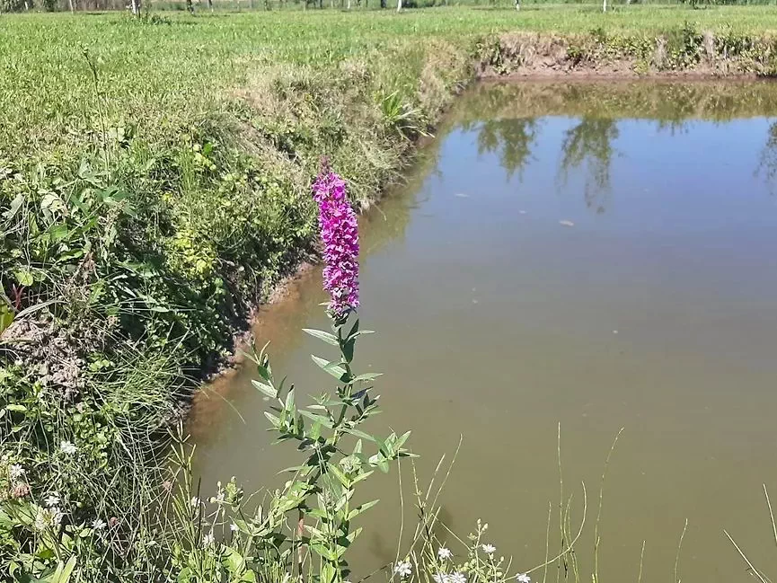 Korond Szállás | Kulcsosház (K0638-30) A kép szerzői jogvédelem alatt állhat. Javasolt a kapcsolatfelvétel a jog tulajdonossal.