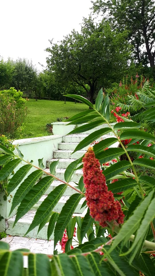 Déva Szállás | Panzió (K1152-44) A kép szerzői jogvédelem alatt állhat. Javasolt a kapcsolatfelvétel a jog tulajdonossal. Déva Szállás | Panzió (K1152-44) A kép szerzői jogvédelem alatt állhat. Javasolt a kapcsolatfelvétel a jog tulajdonossal.