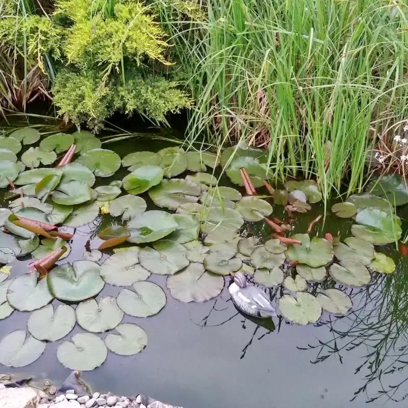 Odorheiu Secuiesc Cazare | Pensiune (K0384-21) Imaginea poate fi supusă drepturilor de autor. Se recomandă contactarea titularului drepturilor.