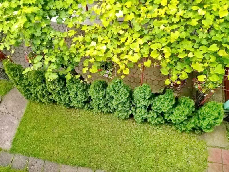 Szállás Baia Sprie - Pensiunea Verde *** | Felsőbánya - Zöld Panzió ***. A kép szerzői jogvédelem alatt állhat. Javasolt a kapcsolatfelvétel a jog tulajdonossal.