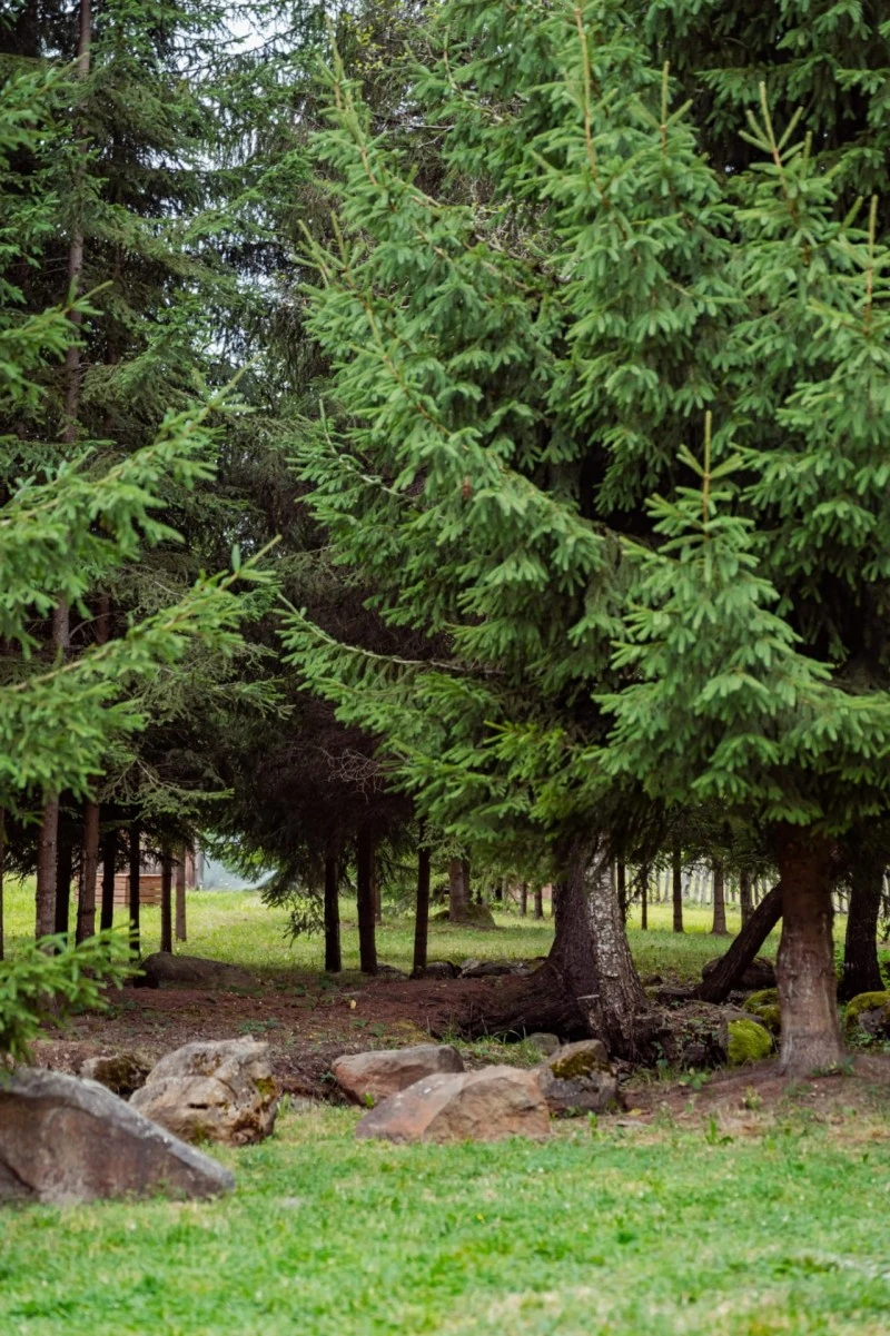 Harghita Madaras Cazare | Cabană (K0225-39) Imaginea poate fi supusă drepturilor de autor. Se recomandă contactarea titularului drepturilor.