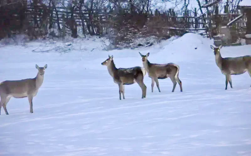 Izvoare Cazare | Cabană (K1149-2) Imaginea poate fi supusă drepturilor de autor. Se recomandă contactarea titularului drepturilor. Izvoare Cazare | Cabană (K1149-2) Imaginea poate fi supusă drepturilor de autor. Se recomandă contactarea titularului drepturilor.