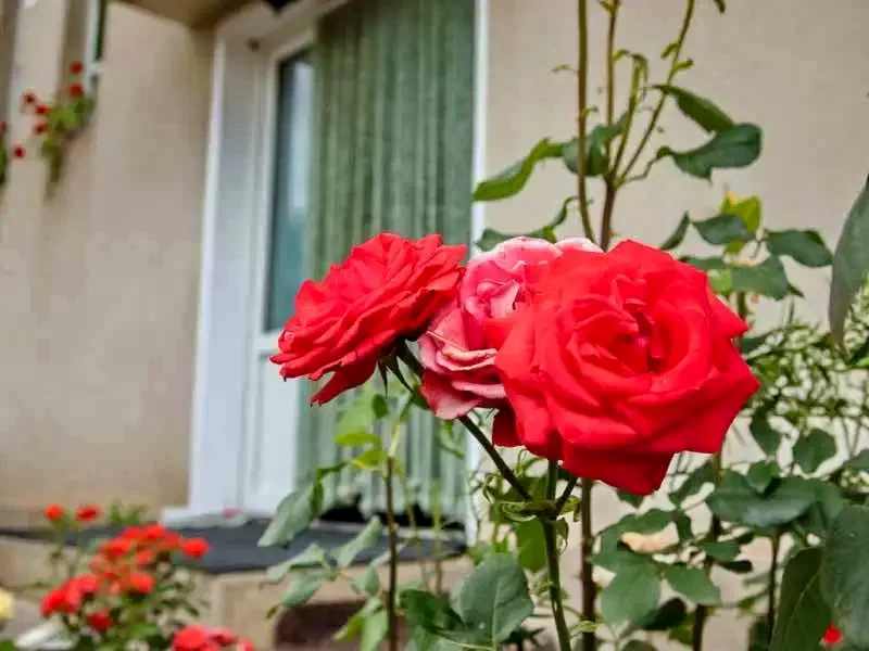 Lupeni Cazare | Casă de oaspeți (K0843-37) Imaginea poate fi supusă drepturilor de autor. Se recomandă contactarea titularului drepturilor. Lupeni Cazare | Casă de oaspeți (K0843-37) Imaginea poate fi supusă drepturilor de autor. Se recomandă contactarea titularului drepturilor.