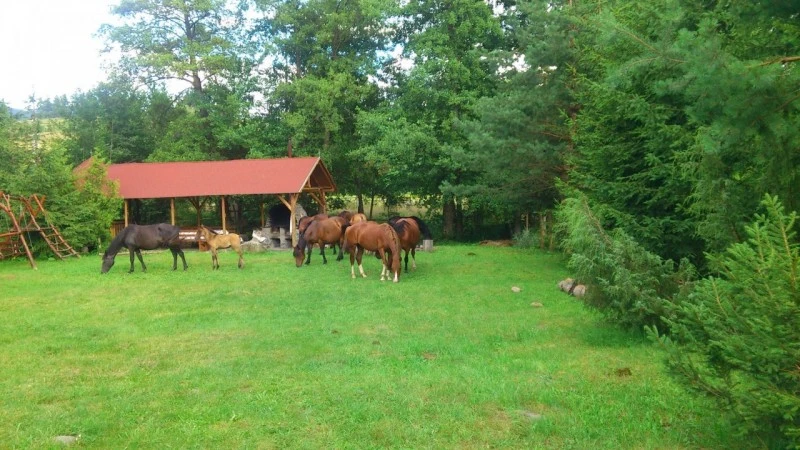 Zetelaka Szállás | Kulcsosház (K0343-35) A kép szerzői jogvédelem alatt állhat. Javasolt a kapcsolatfelvétel a jog tulajdonossal. Zetelaka Szállás | Kulcsosház (K0343-35) A kép szerzői jogvédelem alatt állhat. Javasolt a kapcsolatfelvétel a jog tulajdonossal.