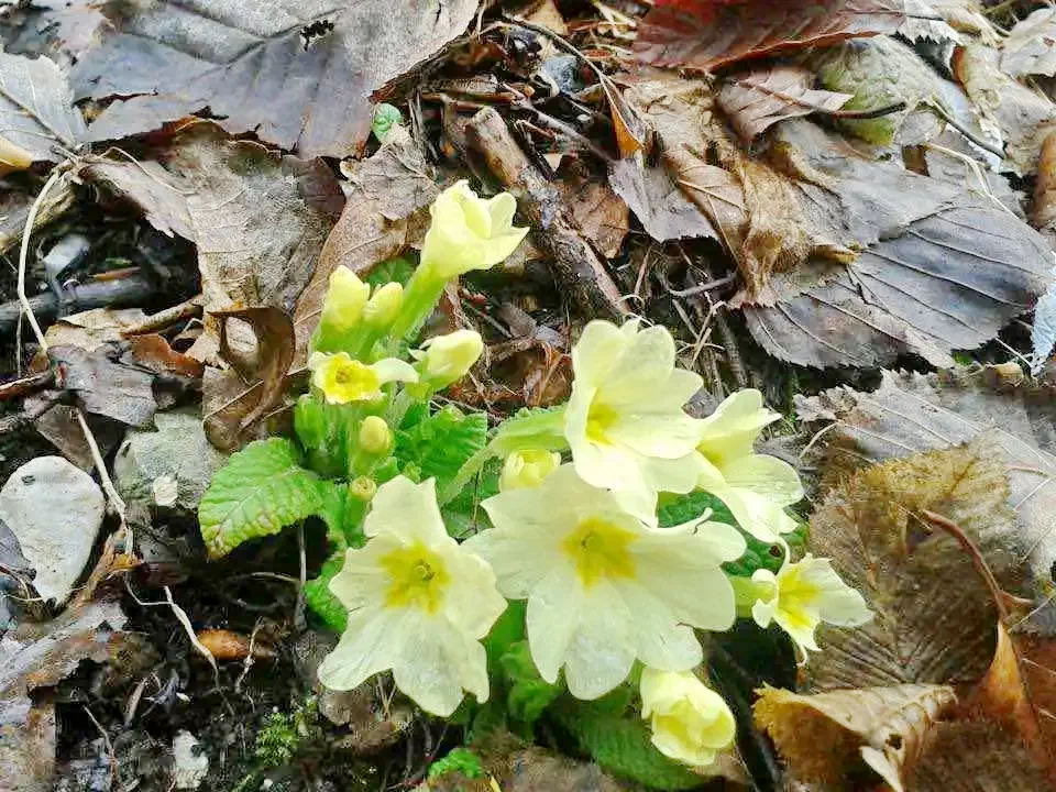 Biharfüred Szállás | Panzió (K0143-48) A kép szerzői jogvédelem alatt állhat. Javasolt a kapcsolatfelvétel a jog tulajdonossal.