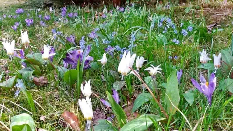 Biharfüred Szállás | Panzió (K0143-59) A kép szerzői jogvédelem alatt állhat. Javasolt a kapcsolatfelvétel a jog tulajdonossal.