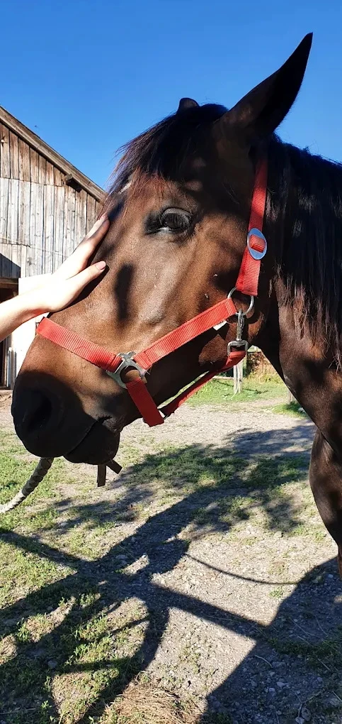 Băile Homorod Cazare | Pensiune (K0121-51) Imaginea poate fi supusă drepturilor de autor. Se recomandă contactarea titularului drepturilor.