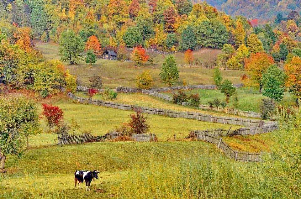 Lunca de Jos Cazare | Pensiune (K0929-16) Imaginea poate fi supusă drepturilor de autor. Se recomandă contactarea titularului drepturilor.