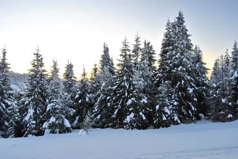 Târgu Secuiesc Cazare | Pensiune (K0747-30) Imaginea poate fi supusă drepturilor de autor. Se recomandă contactarea titularului drepturilor.