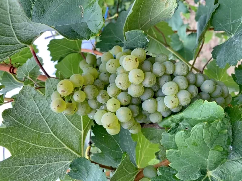 Marosvásárhely Szállás | Panzió (K0216-16) A kép szerzői jogvédelem alatt állhat. Javasolt a kapcsolatfelvétel a jog tulajdonossal.