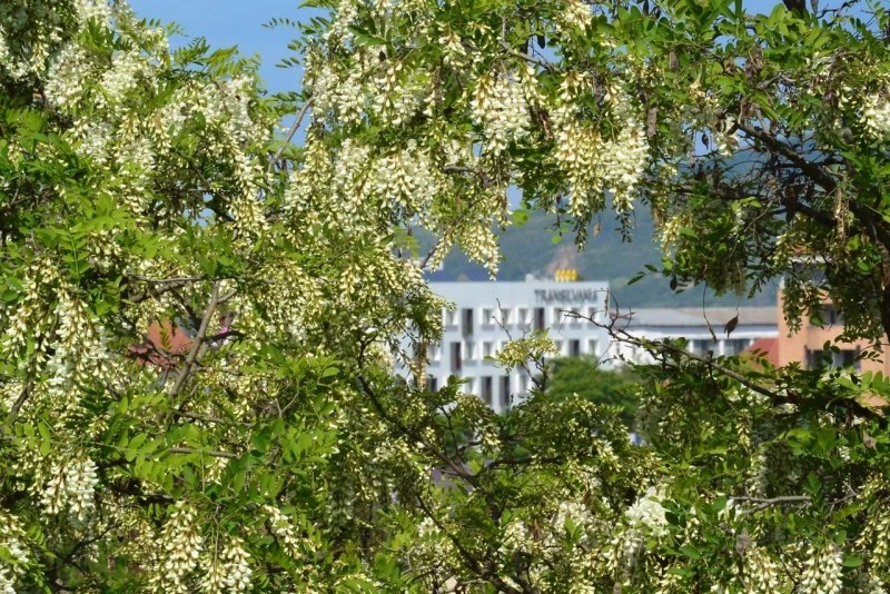 Gyulafehérvár Szállás | Hotel**** (K1179-1) A kép szerzői jogvédelem alatt állhat. Javasolt a kapcsolatfelvétel a jog tulajdonossal.